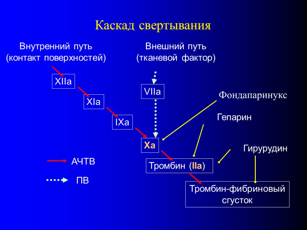 Каскад свертывания XIIa XIa IXa Внутренний путь (контакт поверхностей) Xa Внешний путь (тканевой фактор)